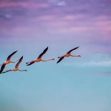 Riziana 3* تّشيرفييا