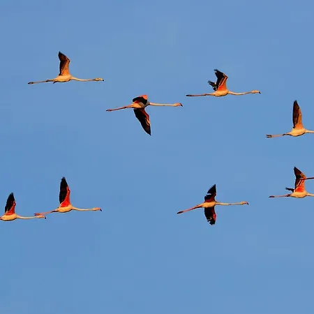 Riziana 3* تّشيرفييا