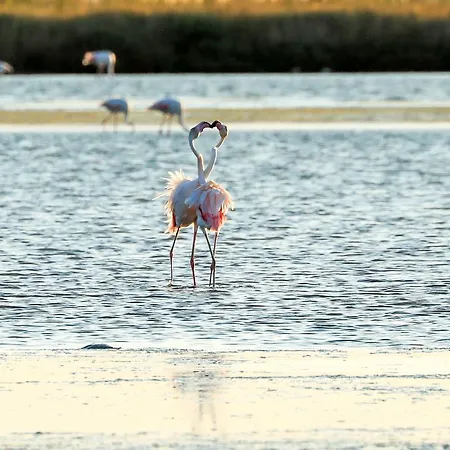 Riziana 3* Cervia