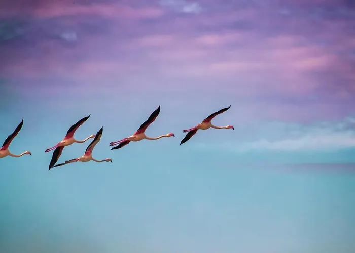 Riziana 3* Τσέρβια