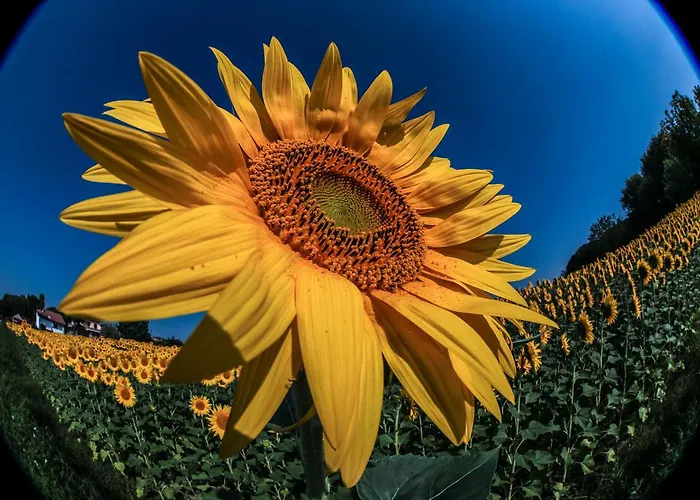 Ξενοδοχείο Riziana 3*