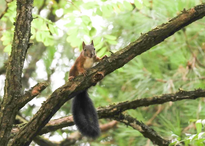 Ξενοδοχείο Riziana 3*