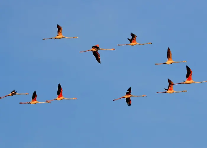 Riziana 3* Τσέρβια