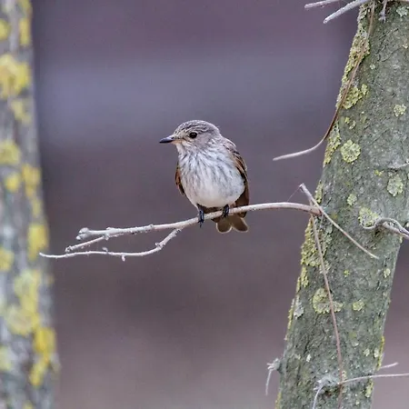 Riziana Hotel Cervia