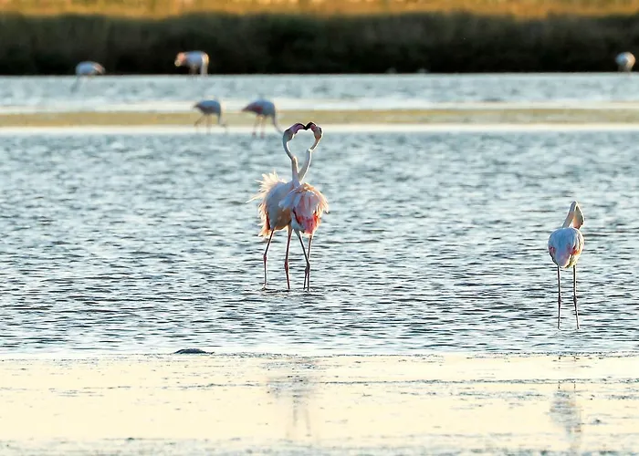 Riziana 3* Cervia