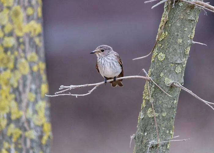 Riziana Hotell Cervia
